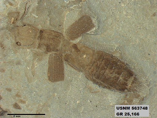 Genus sp