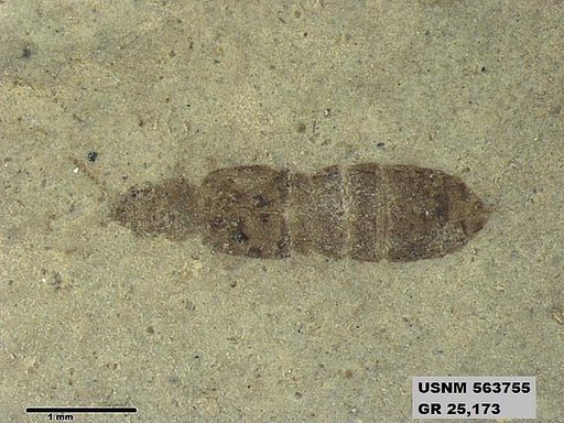 Genus sp