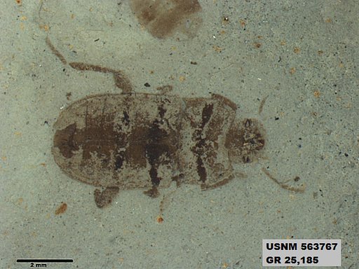 Insecta