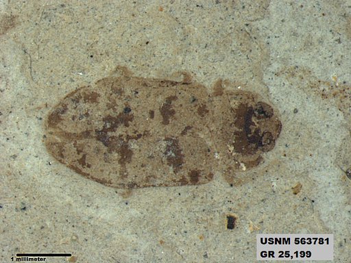 Insecta