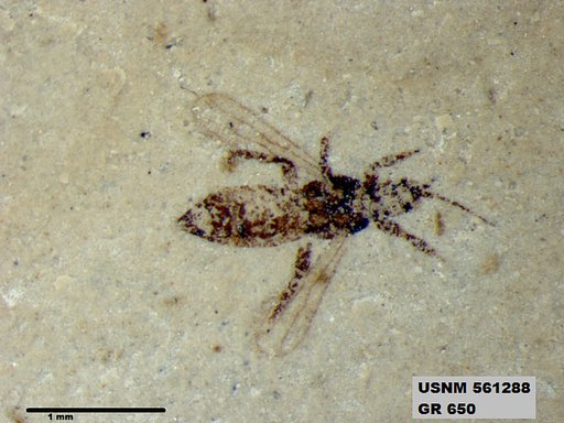 Insecta