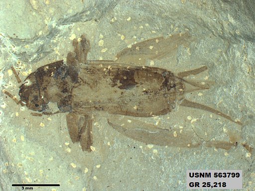 Genus sp