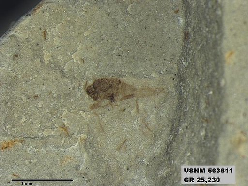 Genus sp