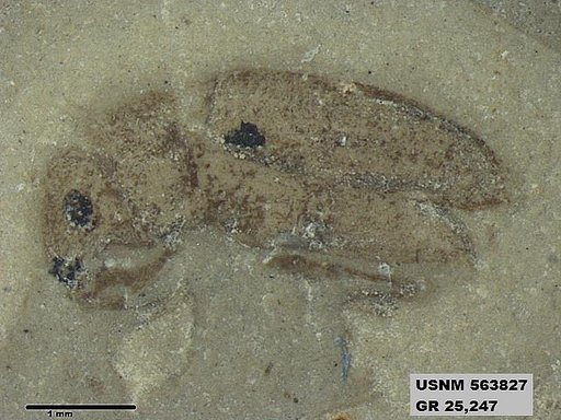 Genus sp