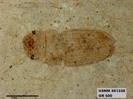 Insecta