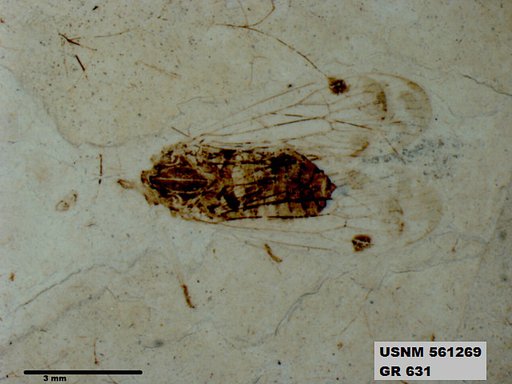 Genus sp