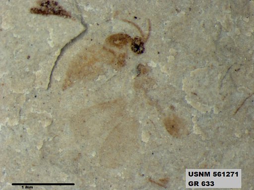 Insecta