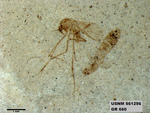 Insecta