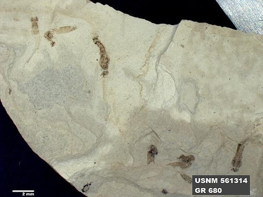 Genus sp