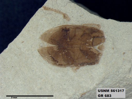 Insecta