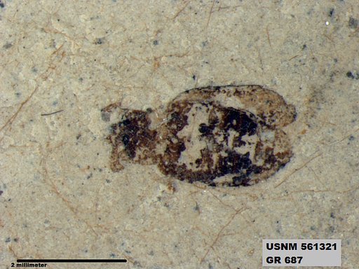 Insecta