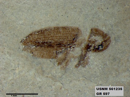 Insecta