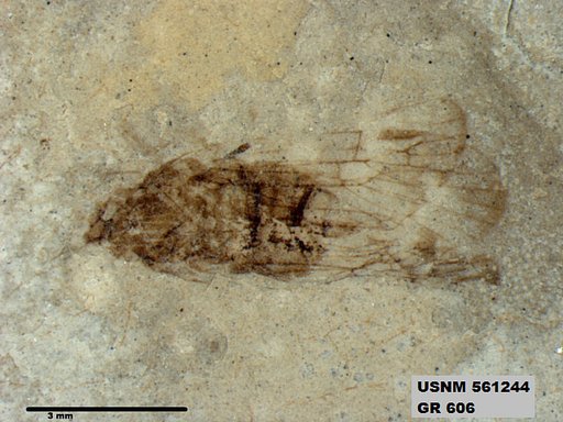 Genus sp