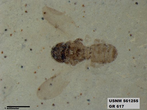 Insecta