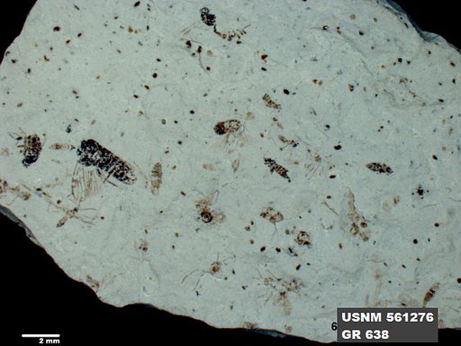 Genus sp