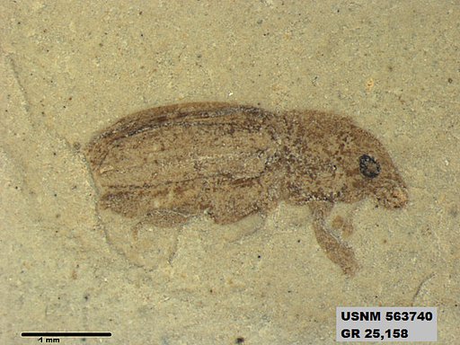 Insecta