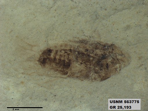 Genus sp