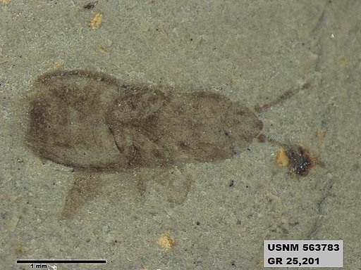 Genus sp