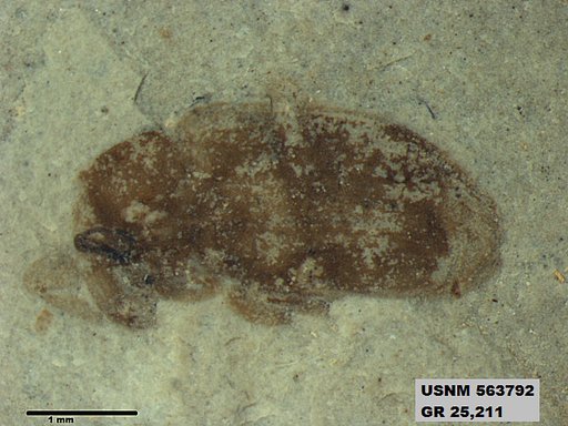 Insecta