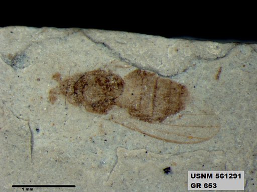 Insecta