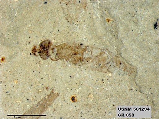 Insecta