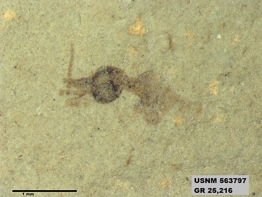 Genus sp