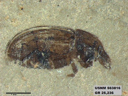 Insecta