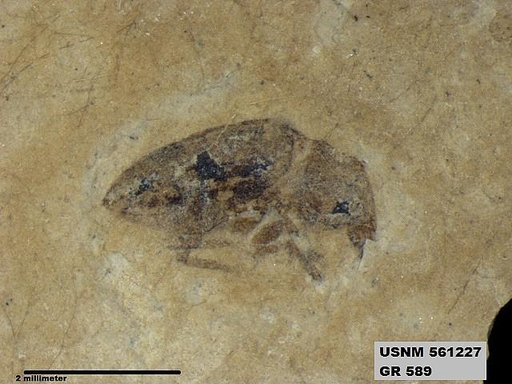 Insecta