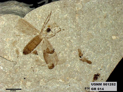 Insecta