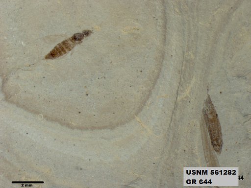 Insecta