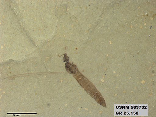 Genus sp
