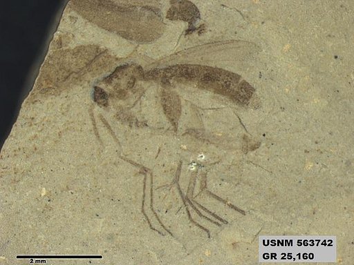 Genus sp