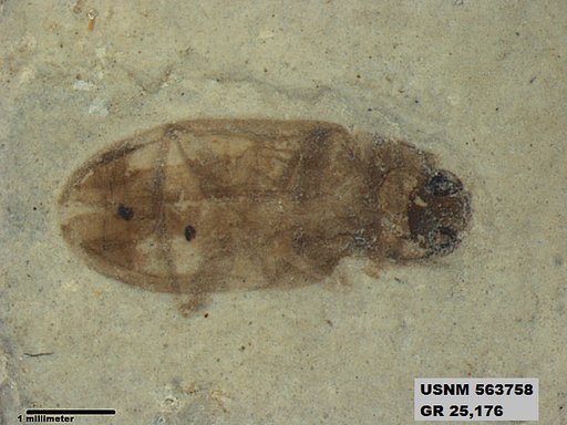 Insecta