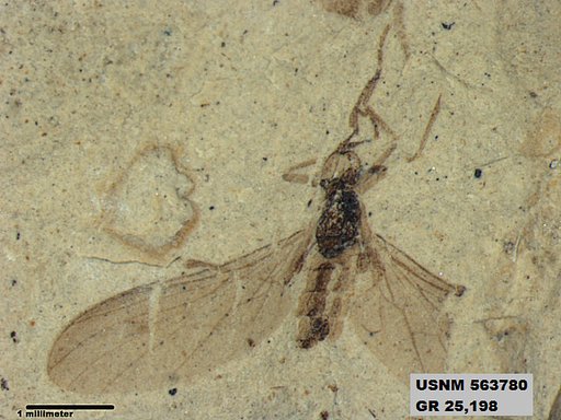 Genus sp
