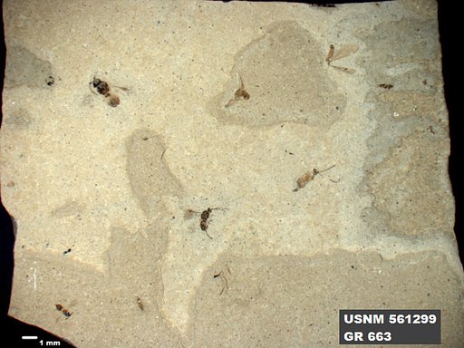 Insecta