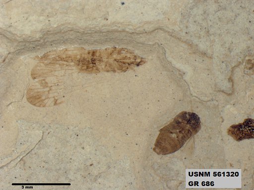 Genus sp