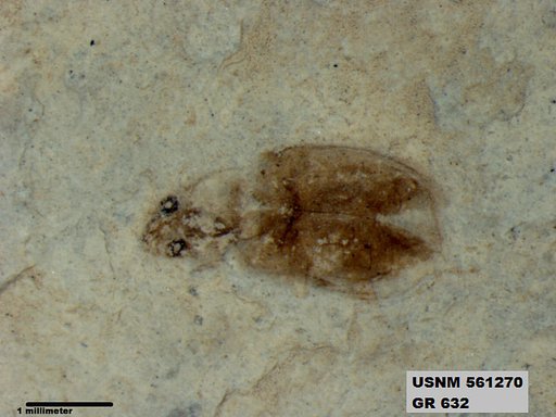 Insecta