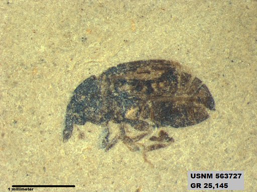 Insecta