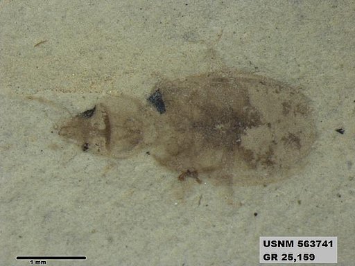 Insecta