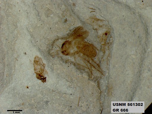 Insecta
