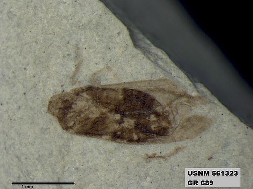 Genus sp