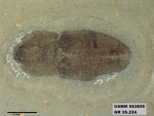Insecta