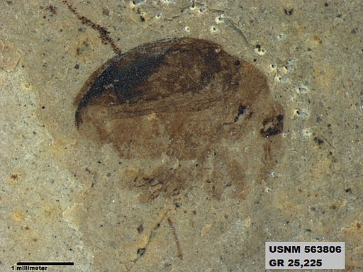 Insecta