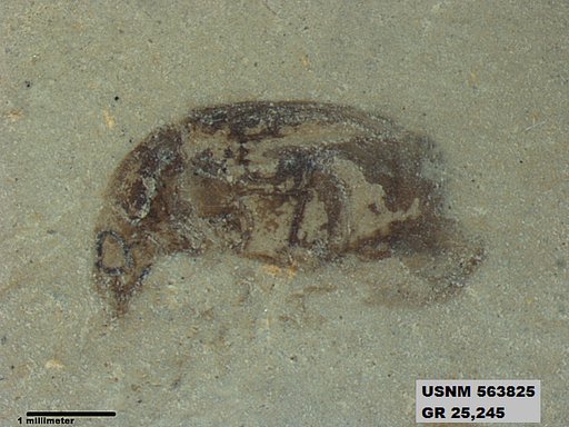 Genus sp