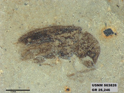 Genus sp