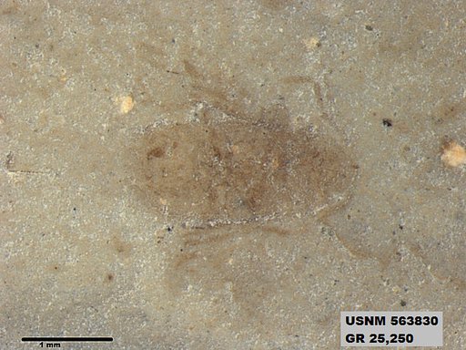 Genus sp