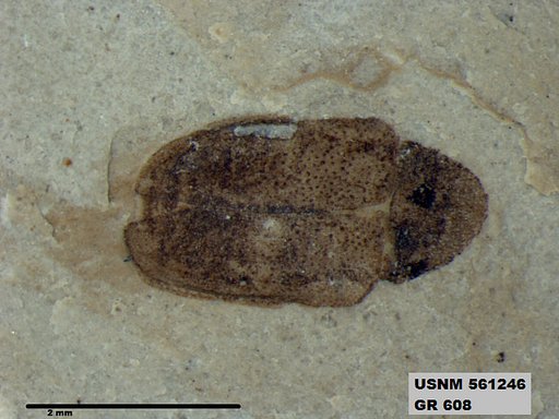 Insecta