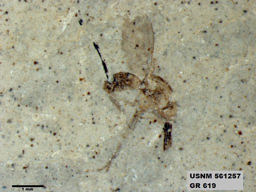 Insecta