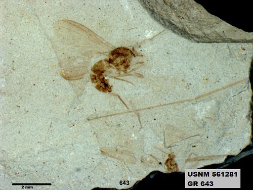 Insecta