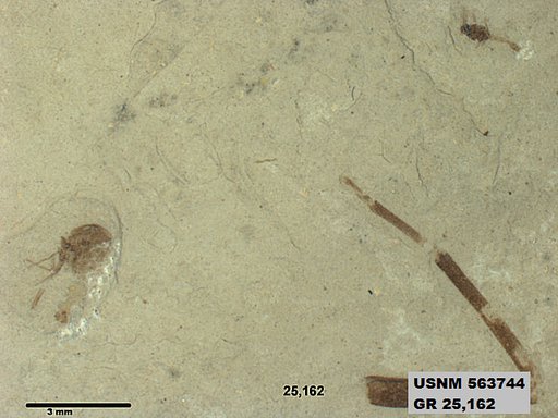 Genus sp
